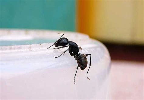 家裡莫名其妙有螞蟻